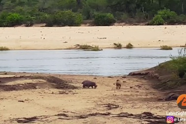 Hà mã con dũng cảm bảo vệ mẹ khỏi bị sư tử ăn thịt