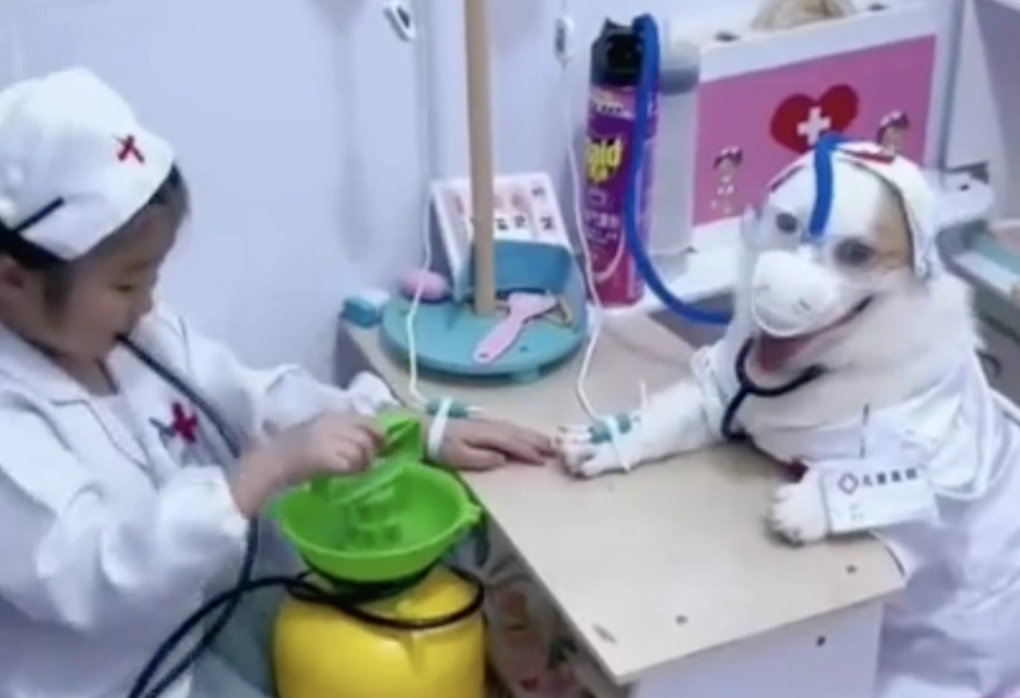 Bé gái 5 tuổi gây sốt khi đóng vai bác sĩ khám cho thú cưng - 2 Bé gái 5 tuổi gây sốt khi đóng vai bác sĩ khám cho thú cưng - 2