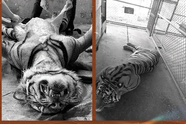 Thủ thuật phù phép cao hổ, thu lời tiền tỷ qua tiết lộ của một trùm buôn