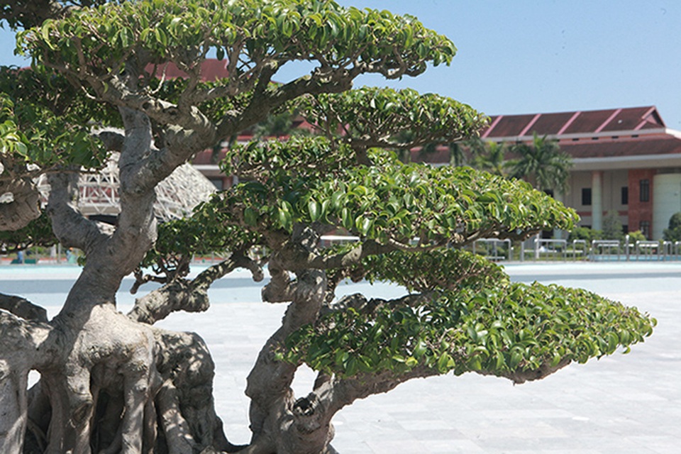 Sanh cổ của đại gia Bắc Ninh, 30 năm trước mua 7 triệu đồng, giờ lên 10 tỷ đồng - 11 Sanh cổ của đại gia Bắc Ninh, 30 năm trước mua 7 triệu đồng, giờ lên 10 tỷ đồng - 11