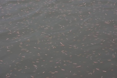 Nghề "săn lộc trời" kiếm hàng chục triệu đồng mỗi ngày ở Hải Phòng