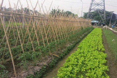 Lo thực phẩm bẩn, nhà giàu Hà Nội "đua nhau" thuê đất tự trồng rau ăn