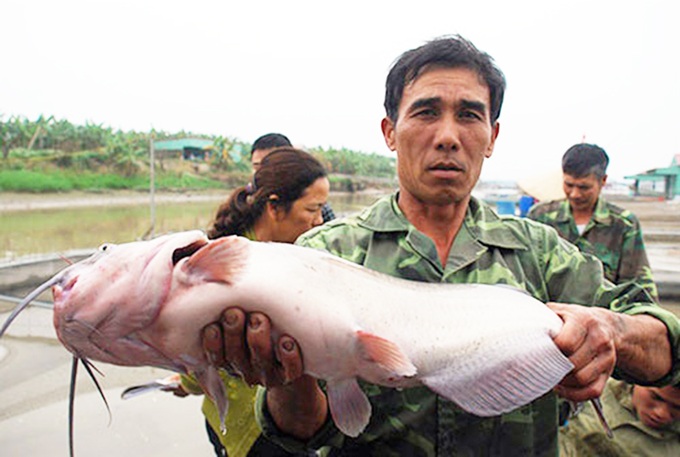 Lạng Sơn: Triển khai mô hình nuôi cá nheo Mỹ gắn với liên kết tiêu thụ sản phẩm  - Ảnh 1.