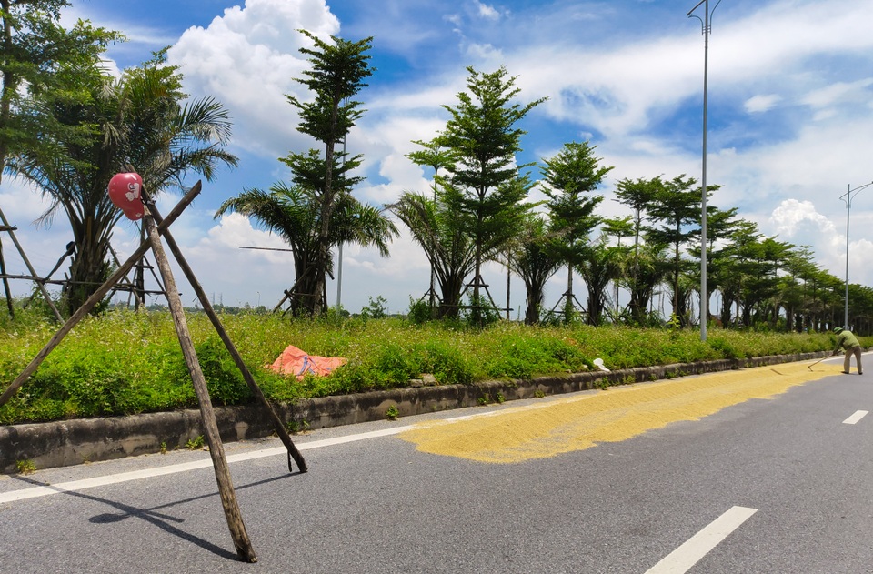 Hà Nội: Đến hẹn lại tới mùa... nông dân dựng lán, chiếm đường phơi thóc - 4 Hà Nội: Đến hẹn lại tới mùa... nông dân dựng lán, chiếm đường phơi thóc - 4