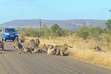 Báo hoa mai đơn độc đối đầu bầy 50 con khỉ đầu chó