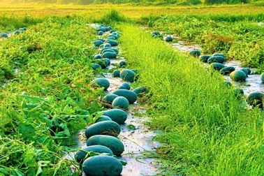 Nông dân một xã thu về hàng chục tỷ đồng nhờ dưa hấu được mùa, giá ổn định