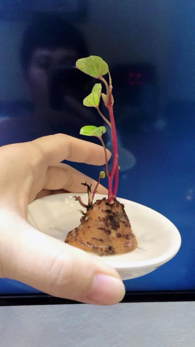 Cô gái trẻ chia sẻ cách trồng hành tây "mọc tóc, mọc râu" cực đáng yêu, ngó xuống bình luận của dân mạng càng thấy bất ngờ hơn - Ảnh 8. Cô gái trẻ chia sẻ cách trồng hành tây "mọc tóc, mọc râu" cực đáng yêu, ngó xuống bình luận của dân mạng càng thấy bất ngờ hơn - Ảnh 8.