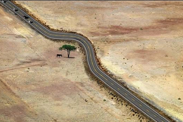 Thú vị cây “mọc” trong nhà