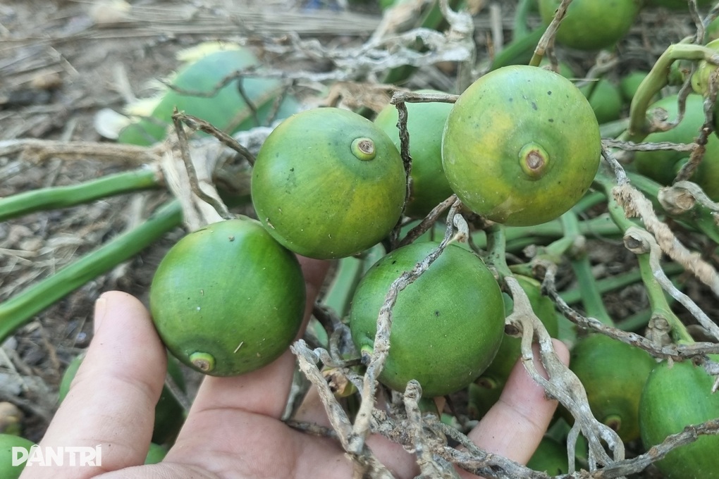 Giá cau đảo chiều, nông dân bất ngờ vì thương lái loại bỏ cau quả tròn - 1 Giá cau đảo chiều, nông dân bất ngờ vì thương lái loại bỏ cau quả tròn - 1