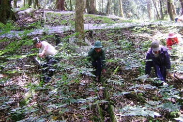 Lần đầu tiên tổ chức hội chợ sâm núi Ngọc Linh