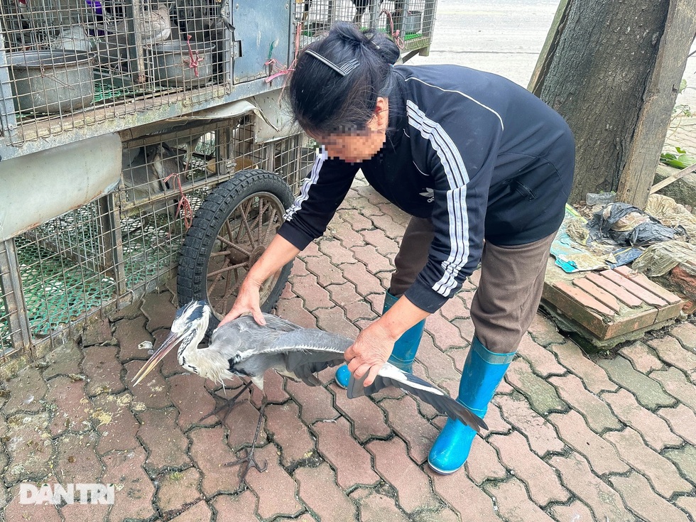 Nguy cơ bùng nổ H5N1 từ những người Việt sành ăn, sành chơi - 4 Nguy cơ bùng nổ H5N1 từ những người Việt sành ăn, sành chơi - 4