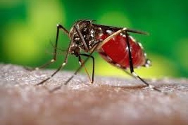 Việt Nam: Ghi nhận ca mắc Zika đầu tiên trong năm 2020