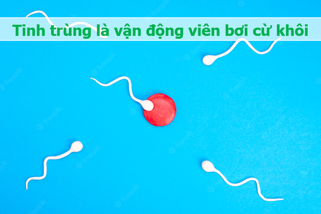 Tinh trùng và những điều bất ngờ: Vẫy đuôi 20 lần/giây, mất 70 ngày để lớn - 6 Tinh trùng và những điều bất ngờ: Vẫy đuôi 20 lần/giây, mất 70 ngày để lớn - 6