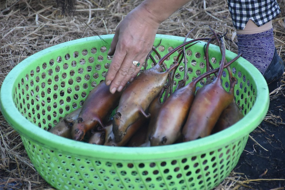 Làng bắt chuột Hải Dương vào mùa đắt hàng - 12 Làng bắt chuột Hải Dương vào mùa đắt hàng - 12