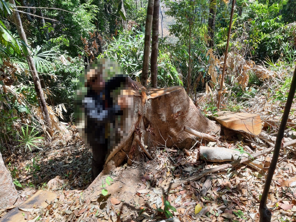Bàng hoàng trước cảnh rừng xanh bị xẻ thịt, cây rừng bị đốn hạ la liệt…! - 1 Bàng hoàng trước cảnh rừng xanh bị xẻ thịt, cây rừng bị đốn hạ la liệt…! - 1