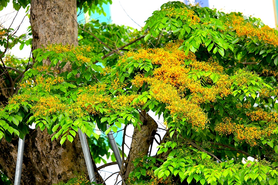 Mùa hoa Giáng Hương rực rỡ thành Vinh - 18 Mùa hoa Giáng Hương rực rỡ thành Vinh - 18