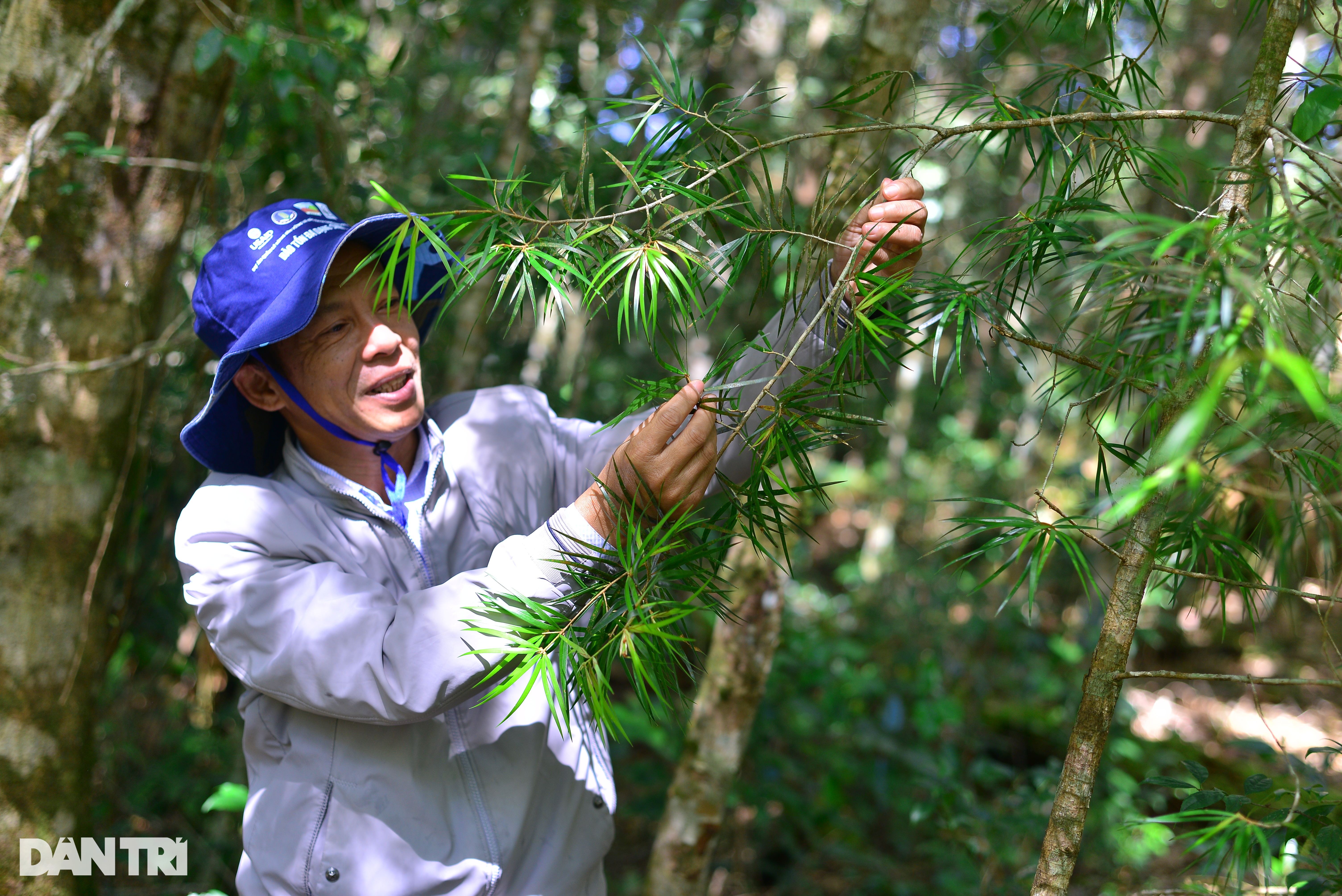 Cây thần linh nghìn năm tuổi ở cổng trời được theo dõi đặc biệt - 3