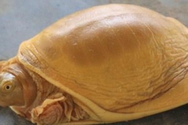 Rùa đột biến được người dân tôn thờ sùng kính