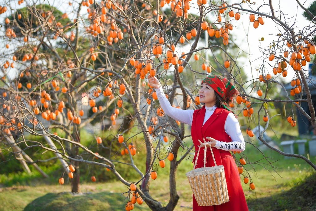 Vườn hồng lúc lỉu, chín rực như Mộc Châu thu nhỏ tại Hà Nội hút khách - 7 Vườn hồng lúc lỉu, chín rực như Mộc Châu thu nhỏ tại Hà Nội hút khách - 7