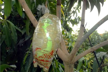 Độc đáo xoài "khủng" nổi hình bản đồ Việt Nam