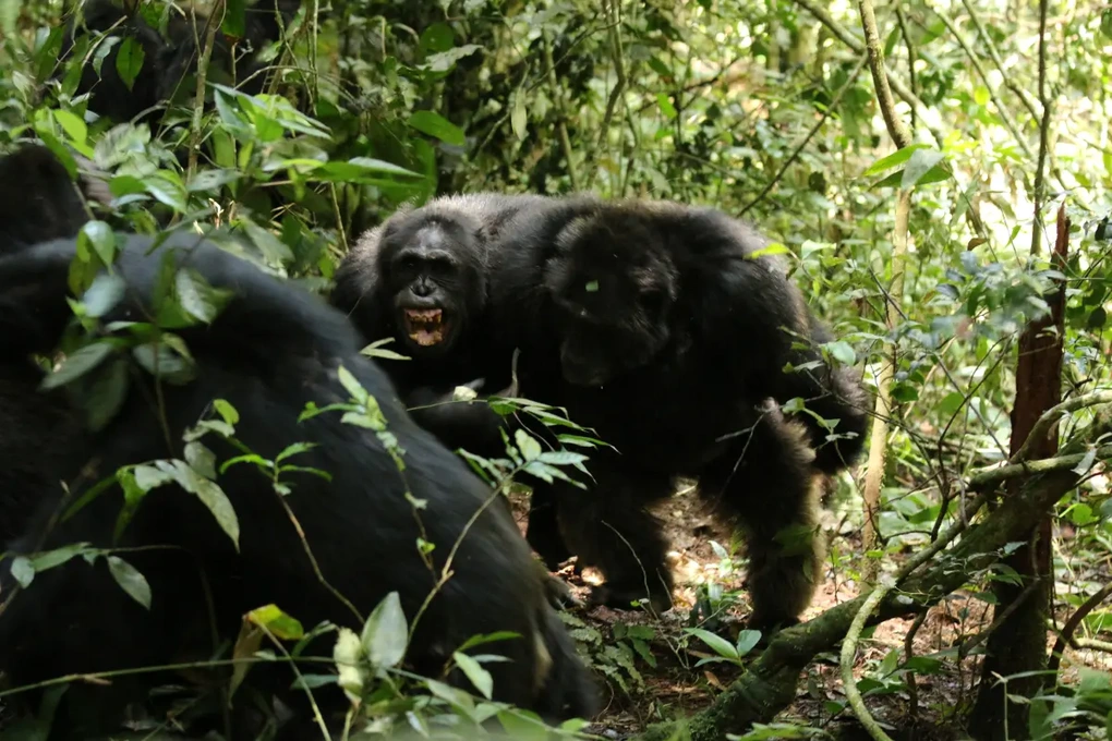 Rừng rậm biến thành chiến trường, tinh tinh nội chiến chưa từng có - 3