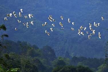 Cò bay rợp núi nơi thượng nguồn sông Hồng