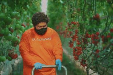 Rô bốt thoăn thoắt hái cà chua ở trang trại rộng bằng 45 sân bóng đá