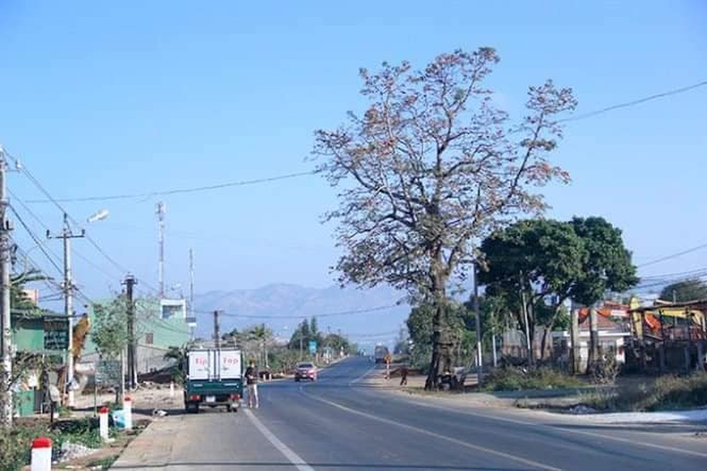 Người dân tiếc nuối cây gạo trăm năm tuổi ở khu vực Biển Hồ vừa bị chết - 2 Người dân tiếc nuối cây gạo trăm năm tuổi ở khu vực Biển Hồ vừa bị chết - 2