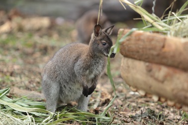 Có nên tiêu hủy 4 con chuột túi được phát hiện ở Cao Bằng?