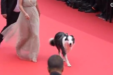 Chú chó Messi trở thành ngôi sao gây sốt trên thảm đỏ LHP Cannes 2024