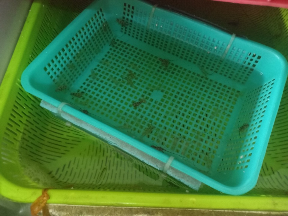 Khánh Hòa: Nửa tháng kiếm 100 triệu đồng nhờ làm nghề bẫy tôm hùm nhí - 1 Khánh Hòa: Nửa tháng kiếm 100 triệu đồng nhờ làm nghề bẫy tôm hùm nhí - 1