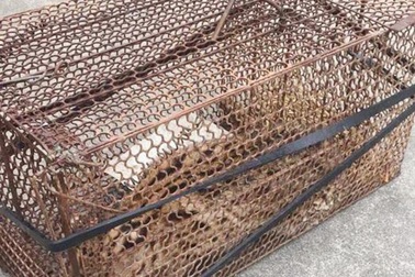 Lão nông đặt bẫy bắt con mèo rừng hay ăn gà nhà