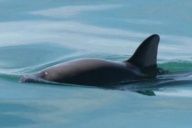 Biển cả sắp mất đi loài động vật có vú nhỏ nhất