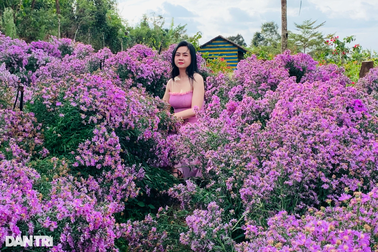 Giới trẻ thích thú check-in vườn hoa thạch thảo rực rỡ