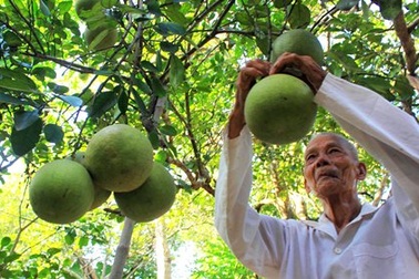 Độc đáo lễ hội trái thanh trà Huế
