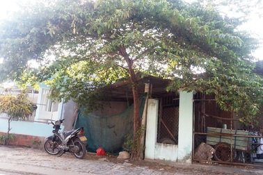 9 loại cây xanh cấm trồng trên phố Đà Nẵng