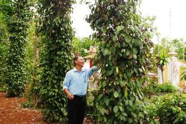 Người trồng tiêu tại Quảng Trị khốn đốn vì dịch bệnh