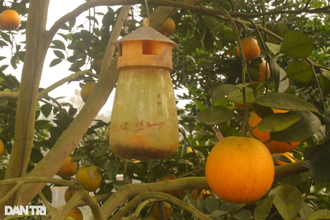 Bắt vùng đất cằn cỗi, hoang hóa đẻ tiền tỷ mỗi năm - 4 Bắt vùng đất cằn cỗi, hoang hóa đẻ tiền tỷ mỗi năm - 4