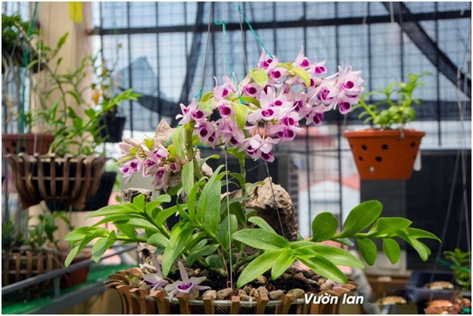 Liều bỏ 400 triệu đồng chơi lan, đôi bạn thân Hà Nội có gia tài chục tỷ - 6 Liều bỏ 400 triệu đồng chơi lan, đôi bạn thân Hà Nội có gia tài chục tỷ - 6