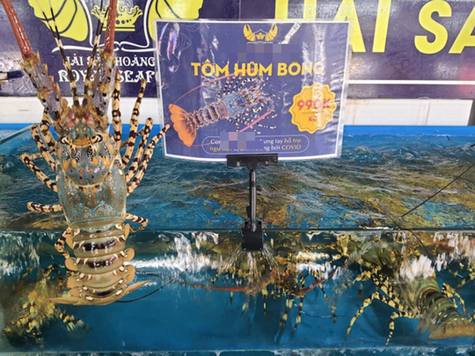 Tôm hùm rớt giá chưa từng có - 3 Tôm hùm rớt giá chưa từng có - 3
