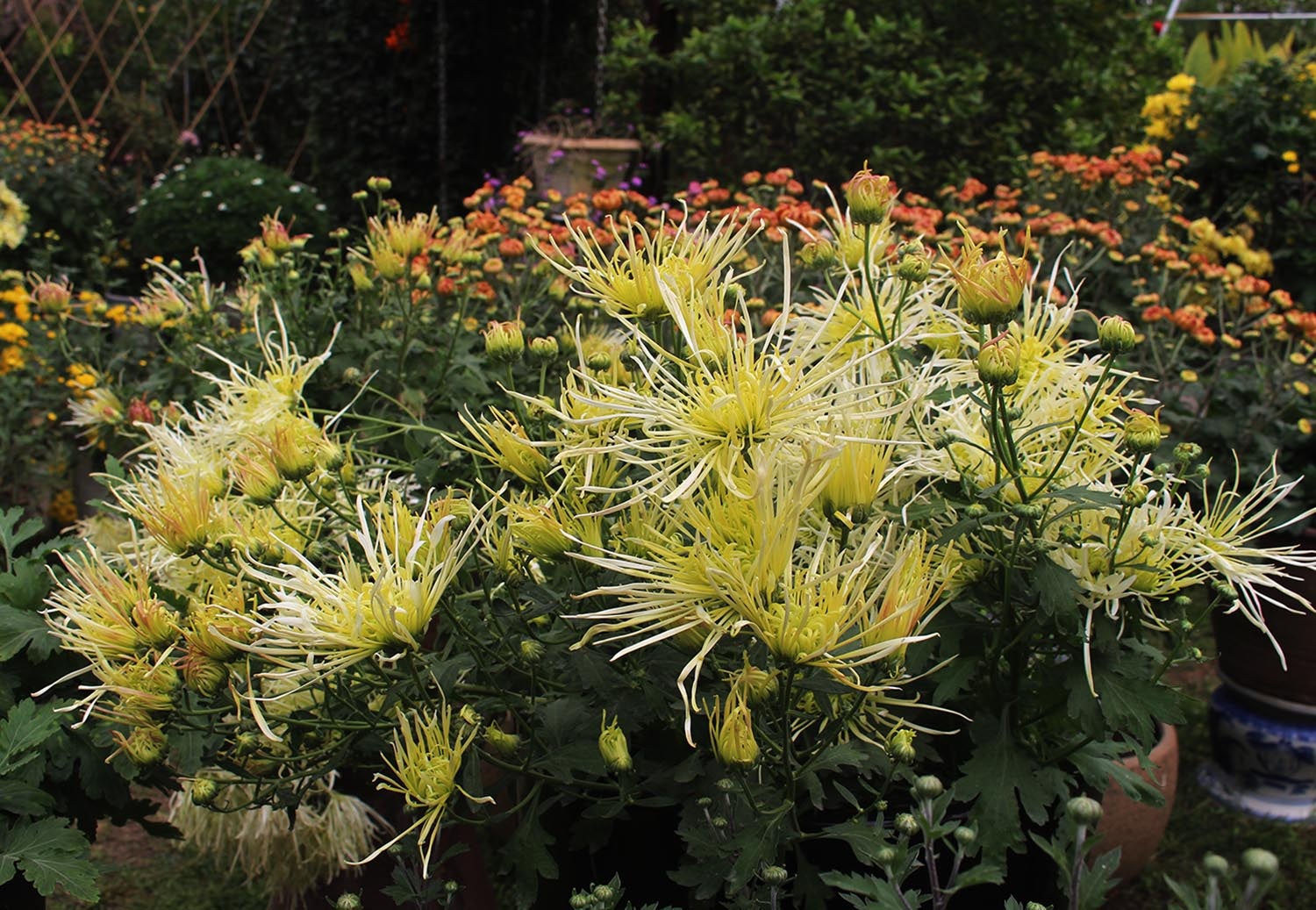 Mãn nhãn với vườn cúc cổ, đẹp mê hồn giữa lòng Hà Nội - 4