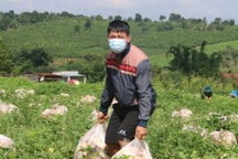 Anh nông dân "chơi lớn", gửi tặng người dân TPHCM cả vườn cải trăm triệu