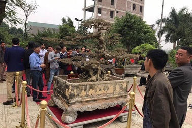 Đại gia Việt đổi 8 lô đất, mang bao tải tiền mua “siêu cây” trăm tuổi