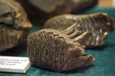 Xem hóa thạch sinh vật cổ đại hàng triệu năm trước tại Hà Nội