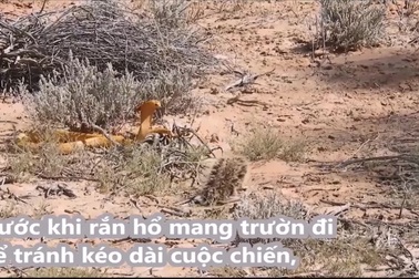 Sóc liều mạng chiến đấu với rắn hổ mang cực độc khiến nhiều người kinh ngạc