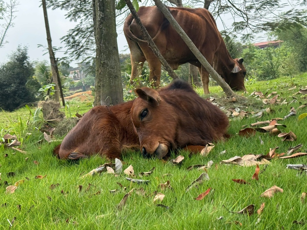 Tuyên Quang: Bò mẹ quỳ xuống khi bị người mua dắt đi và cái kết gây bất ngờ - 2