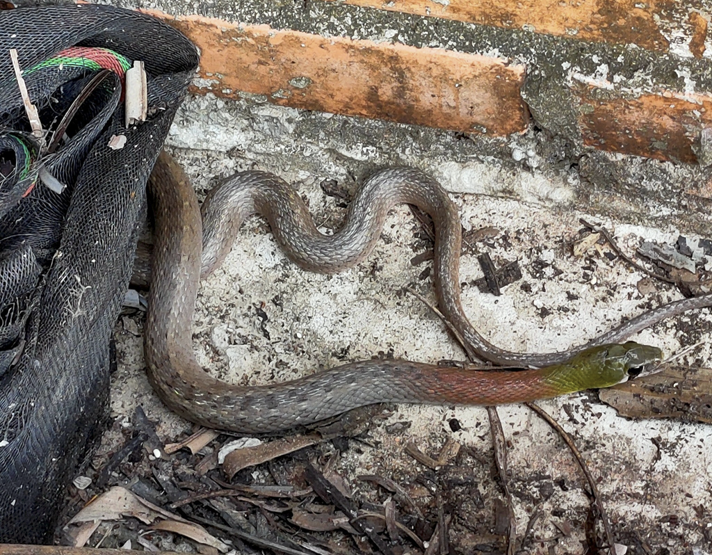 ベトナムで特徴が容易に識別できる毒蛇 - 3 Những loài rắn độc có đặc điểm dễ nhận dạng tại Việt Nam - 3