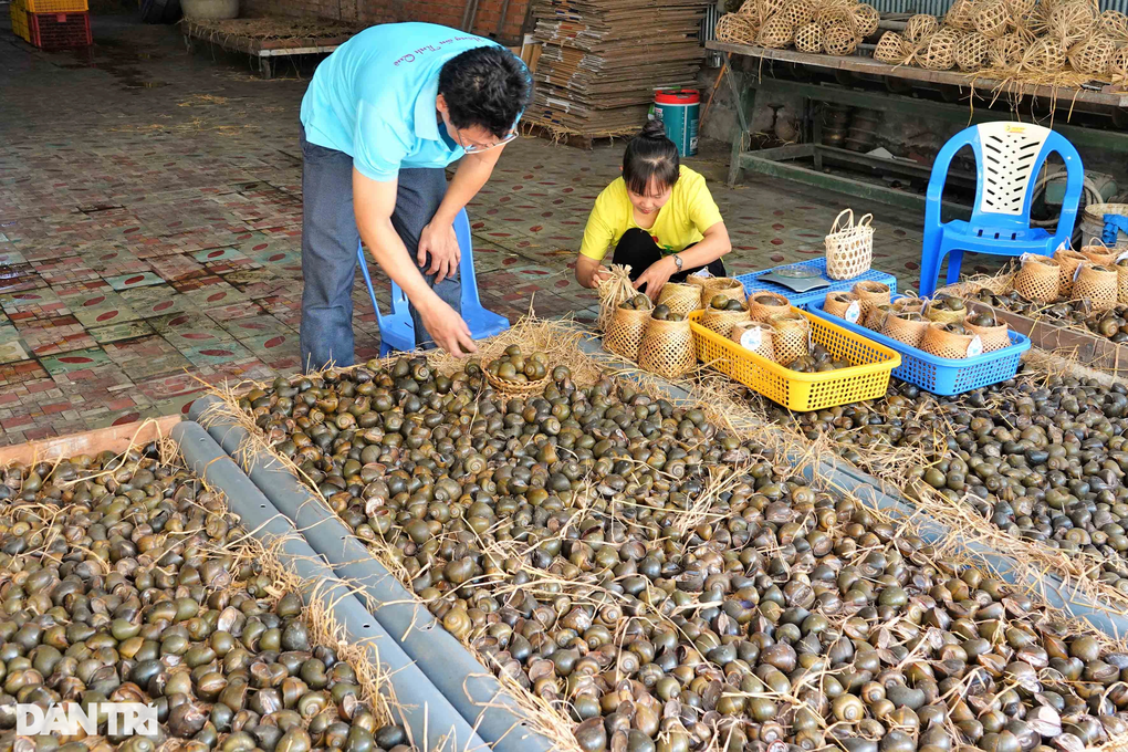 Bí quyết cho ốc ngủ gác bếp liền 3 tháng, thu lãi hàng trăm triệu đồng - 10 Bí quyết cho ốc ngủ gác bếp liền 3 tháng, thu lãi hàng trăm triệu đồng - 10