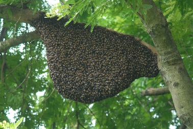 1 người chết, 13 người nhập viện nghi do ngộ độc sáp ong