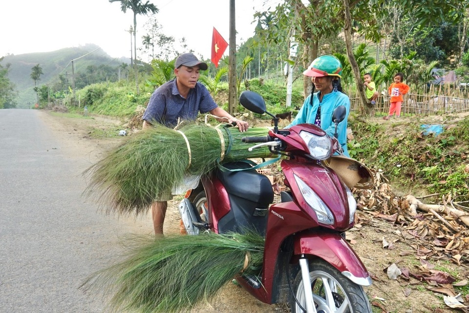Quảng Ngãi: Lên non hái lộc của rừng - 2 Quảng Ngãi: Lên non hái lộc của rừng - 2